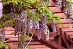Indispensables protections contre les canicules estivales au jardin. © debannja, Pixabay